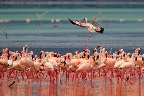 iNaturalist image