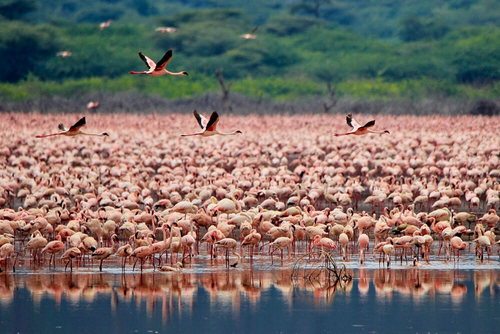 iNaturalist: (c) Ying Wang, some rights reserved (CC BY-NC), uploaded by Ying Wang iNaturalist image