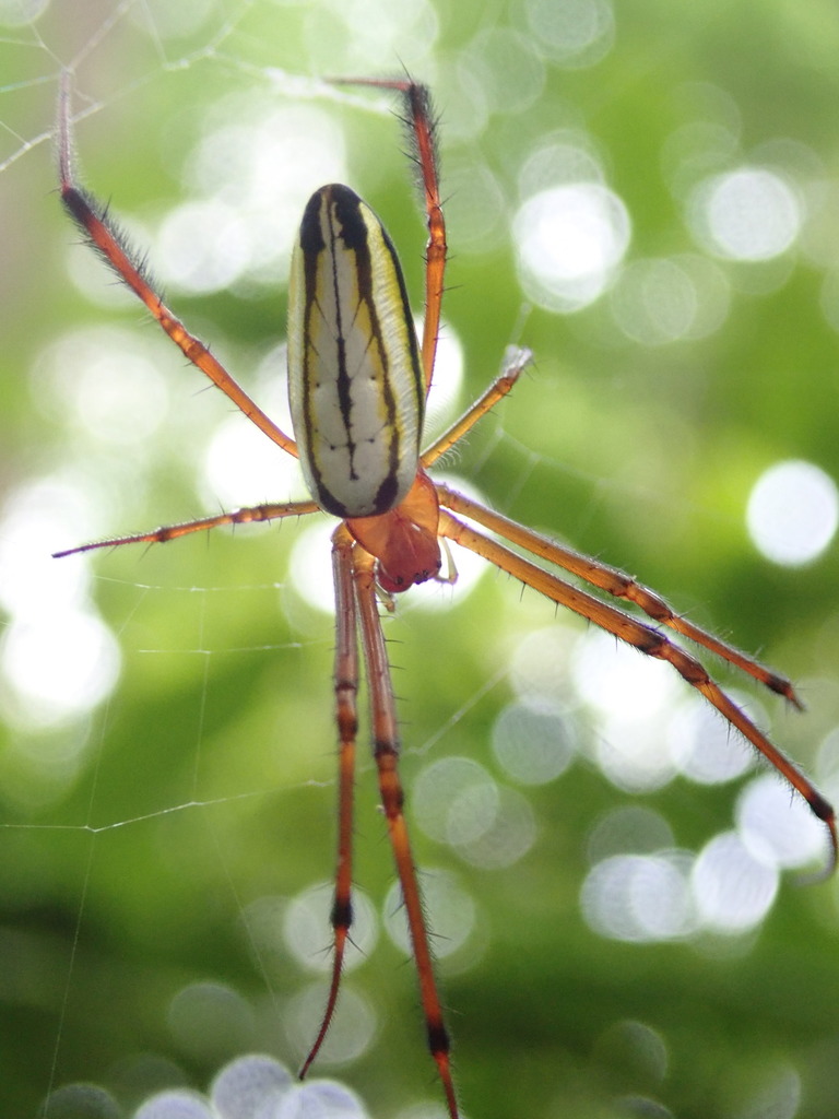 Leucauge wulingensis