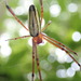 Leucauge wulingensis - Photo (c) Max Hsieh(雁子), alguns direitos reservados (CC BY-NC), uploaded by Max Hsieh(雁子)