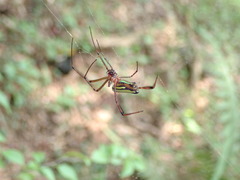 Leucauge wulingensis
