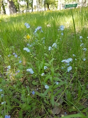 Myosotis krylovii