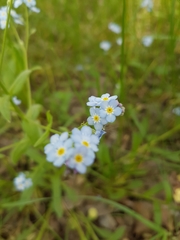 Myosotis krylovii