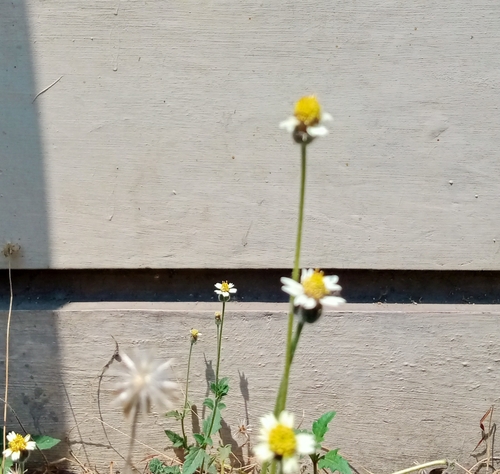 Tridax Daisy