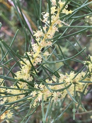 Hakea nodosa