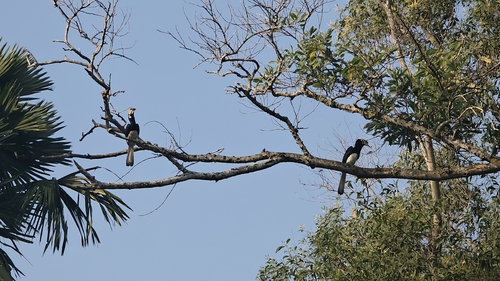 Oriental Pied Hornbill