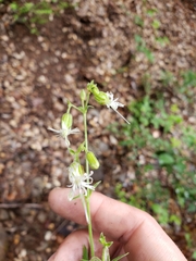 Silene lemmonii