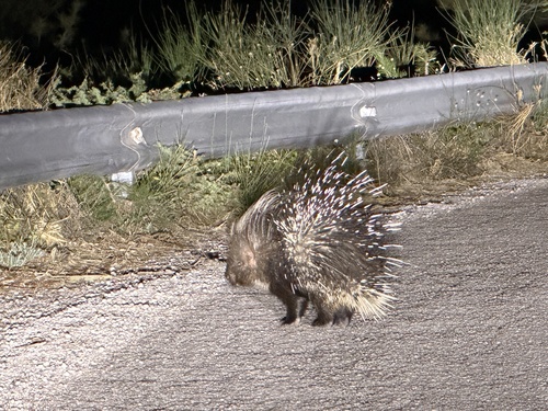 Crested Porcupine