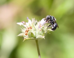 Osmia