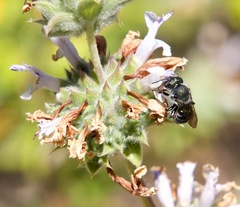 Osmia