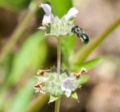 Osmia