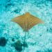 Ornate Eagle Ray - Photo (c) lovesfishes1986, some rights reserved (CC BY-NC)