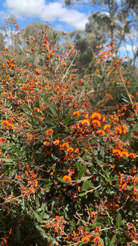 Gastrolobium parviflorum, 2026-08-30