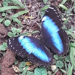 Morpho helenor achillides