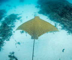 Aetomylaeus vespertilio