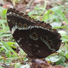 Morpho helenor achillides