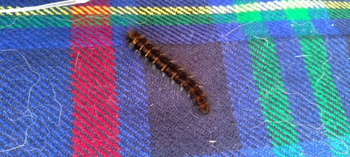 Fox Moth
