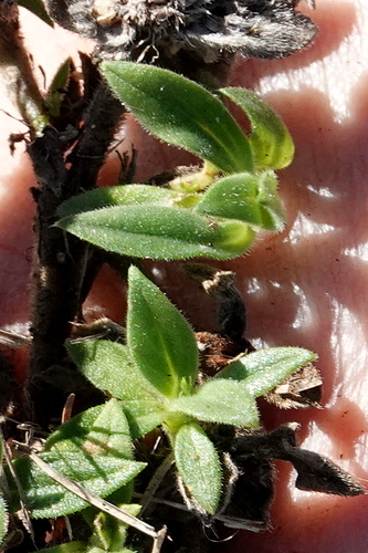 Richardia humistrata