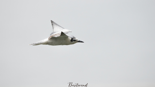 iNaturalist image