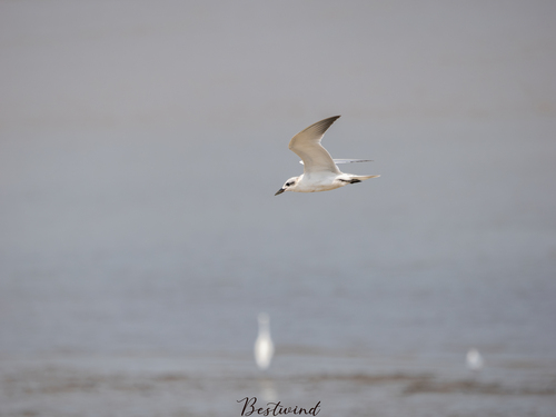 iNaturalist image