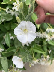 Trachelospermum jasminoides