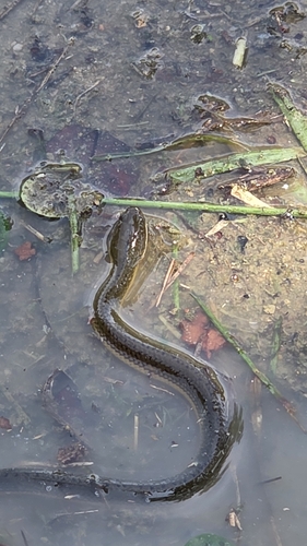 Hypsiscopus plumbea observed 2026-07-02