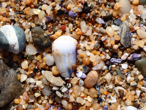 Conus musicus observed 2026-08-29