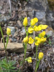 Draba incerta