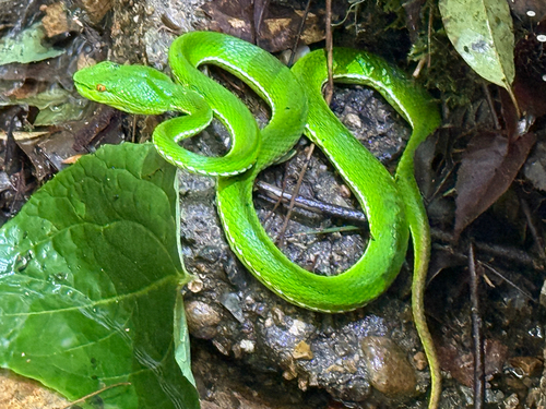 Chinese Green Tree Viper