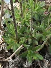 Draba incerta