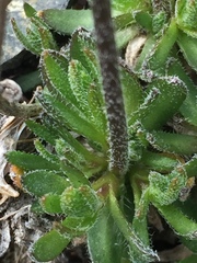 Draba incerta
