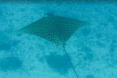 Aetomylaeus vespertilio