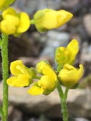 Draba incerta
