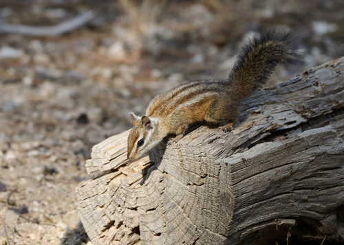 Merriam's Chipmunk observed by tmills