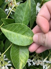 Trachelospermum jasminoides