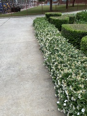 Trachelospermum jasminoides