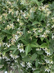 Trachelospermum jasminoides