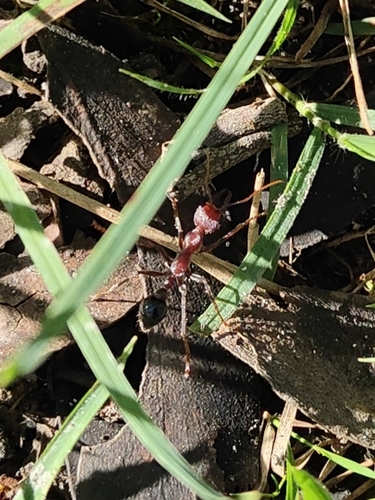 Australian Red Bull Ant
