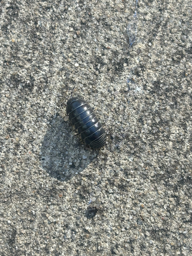 Common Pill Woodlouse
