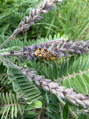 Jagged Ambush Bug