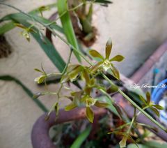 Encyclia candollei