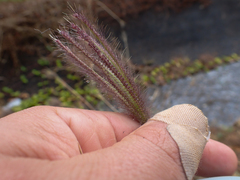 Chloris barbata, photograph (c) Richard Littauer, some rights reserved (CC BY)