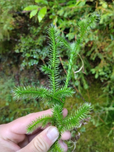 stag's-horn clubmoss
