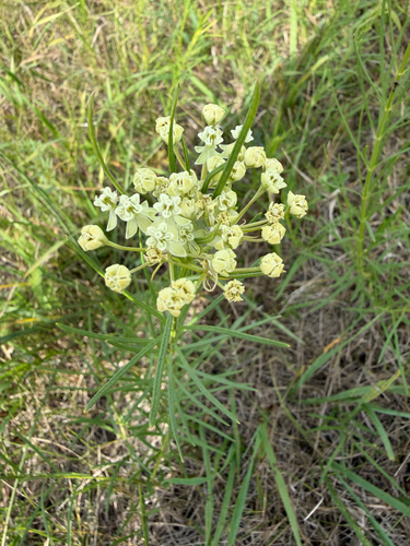 whorled milkweed
