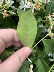 Trachelospermum jasminoides