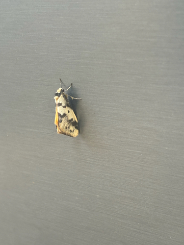 Clouded Footman