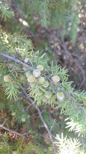 Juniperus oxycedrus, photograph 6
