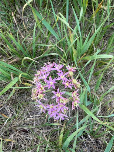 Prairie Onion
