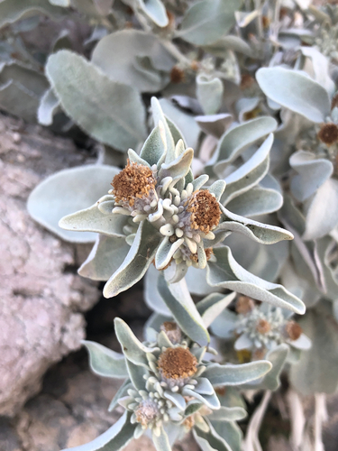 Pentanema verbascifolium, photograph 2