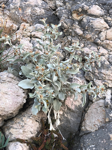 Pentanema verbascifolium, photograph 3